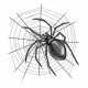  The web ( il gioco del ragno e la ragnatela )